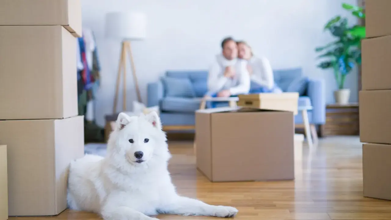 Un chien blanc se repose près de cartons. Un couple est assis sur un canapé en arrière-plan. La question "peut on interdire les animaux dans une location" se pose.