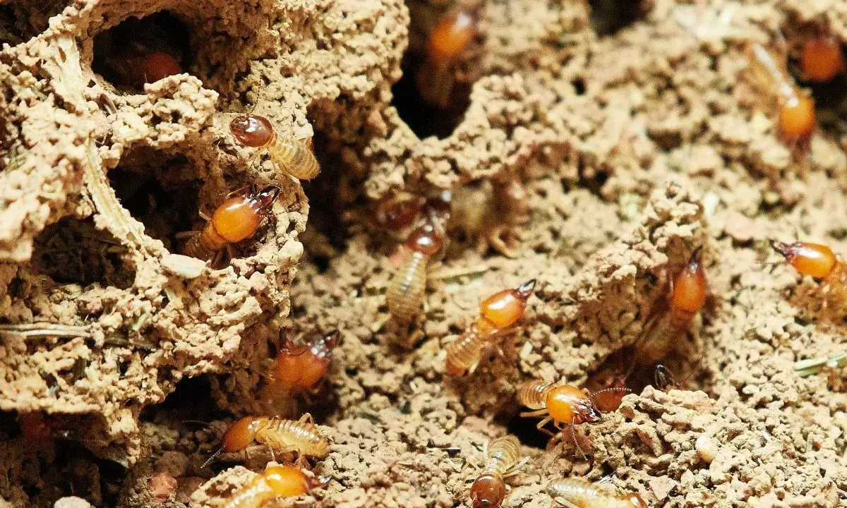 Termites dans leur nid. Un diagnostic termites positif nécessite une intervention rapide. Que faire si diagnostic termites positif ? Agissez vite !