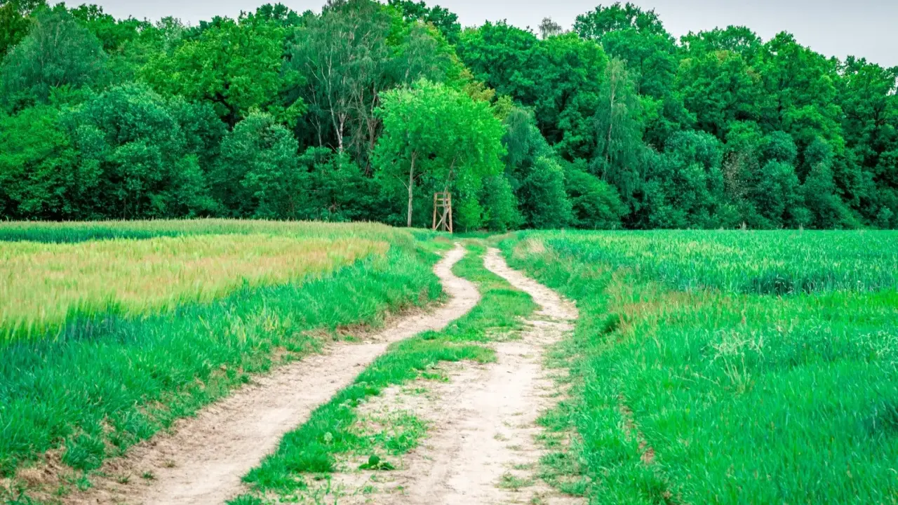 Chemin rural sinueux traversant des champs verdoyants, menant à une forêt dense. Un particulier entretient ce sentier pour y accéder.