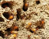 Termites dans leur nid. Un diagnostic termites positif nécessite une intervention rapide. Que faire si diagnostic termites positif ? Agissez vite !
