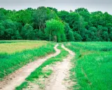 Chemin rural sinueux traversant des champs verdoyants, menant à une forêt dense. Un particulier entretient ce sentier pour y accéder.