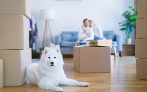 Un chien blanc se repose près de cartons. Un couple est assis sur un canapé en arrière-plan. La question "peut on interdire les animaux dans une location" se pose.