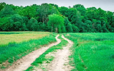 Chemin rural sinueux traversant des champs verdoyants, menant à une forêt dense. Un particulier entretient ce sentier pour y accéder.