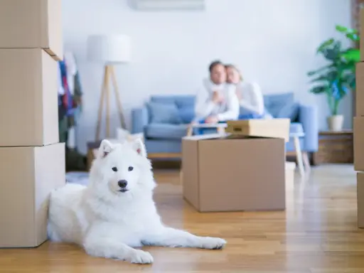 Un chien blanc se repose près de cartons. Un couple est assis sur un canapé en arrière-plan. La question "peut on interdire les animaux dans une location" se pose.