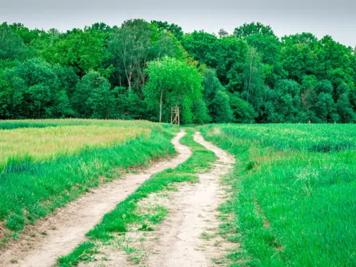 Chemin rural sinueux traversant des champs verdoyants, menant à une forêt dense. Un particulier entretient ce sentier pour y accéder.