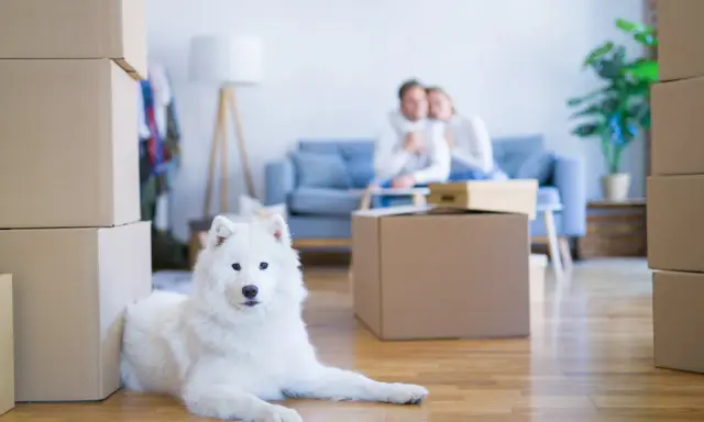 Un chien blanc se repose près de cartons. Un couple est assis sur un canapé en arrière-plan. La question "peut on interdire les animaux dans une location" se pose.