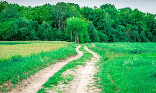 Chemin rural sinueux traversant des champs verdoyants, menant à une forêt dense. Un particulier entretient ce sentier pour y accéder.