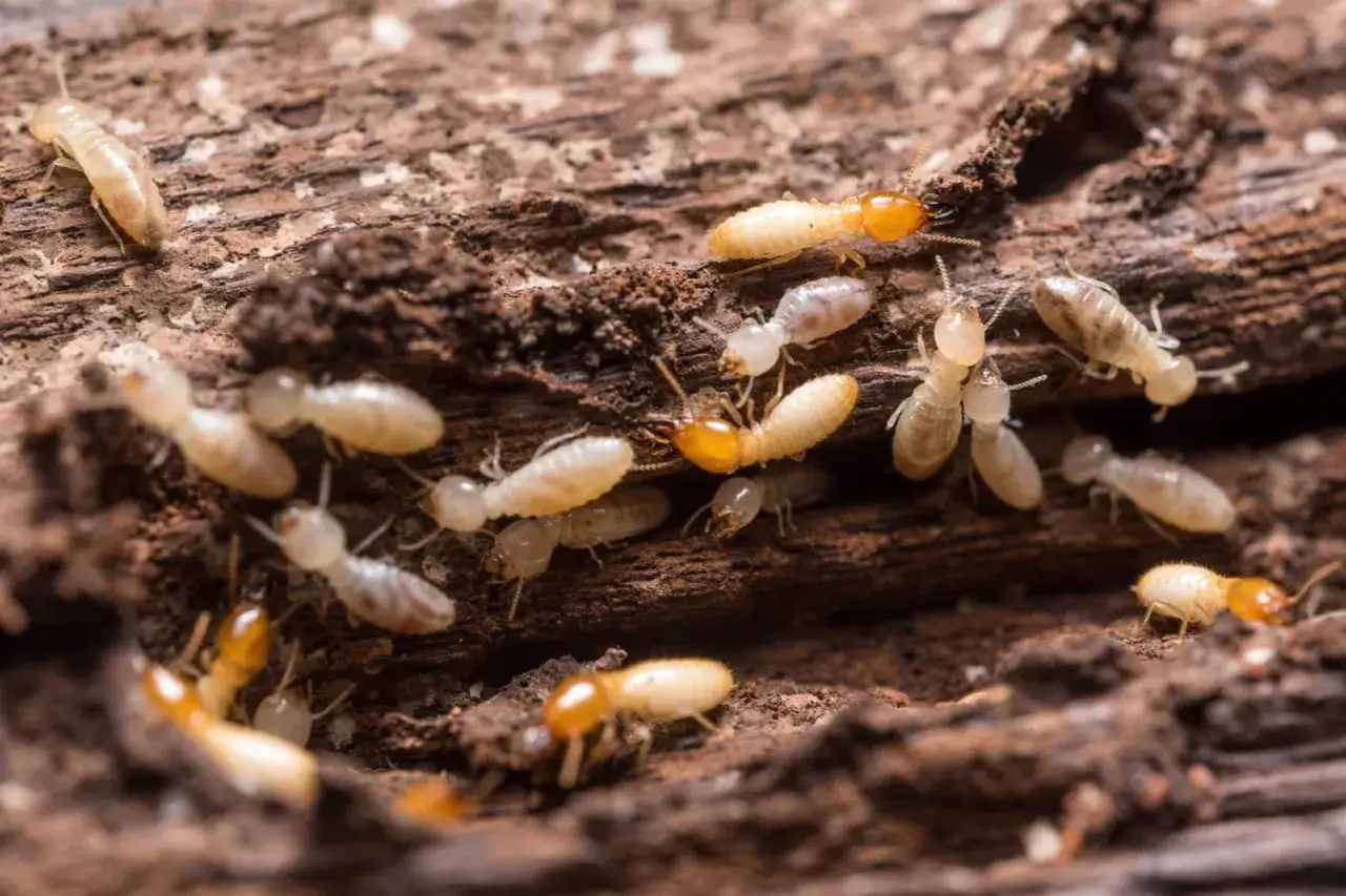 Colonie de termites sur du bois. Si diagnostic termites positif, agir vite pour prot&eacute;ger votre maison.